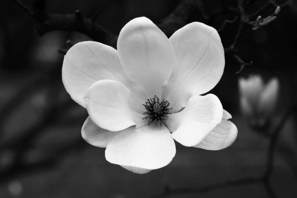 A black and white photo of a flower.